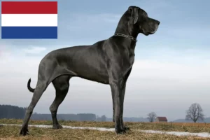 Read more about the article Német dog tenyésztők és kölykök Hollandiában