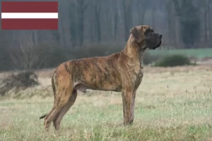 Read more about the article Német dog tenyésztők és kölykök Lettországban