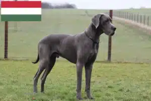 Read more about the article Német dog tenyésztők és kölykök Magyarországon