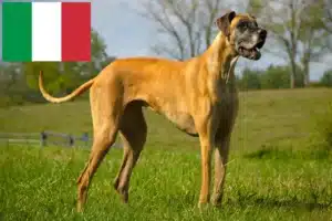 Read more about the article Német dog tenyésztők és kölykök Olaszországban