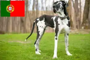 Read more about the article Német dog tenyésztők és kölykök Portugáliában