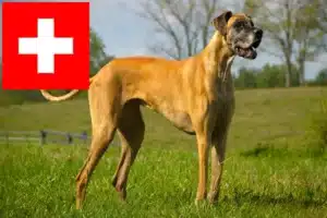 Read more about the article Német dog tenyésztők és kölykök Svájcban