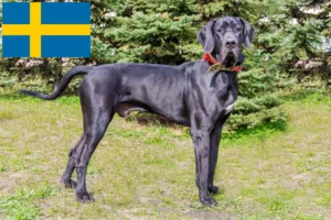 Read more about the article Svédországi dán dog tenyésztők és kiskutyák