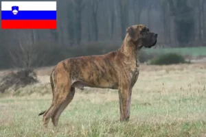 Read more about the article Német dog tenyésztők és kölykök Szlovéniában