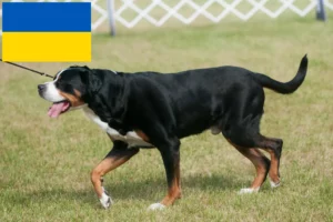 Read more about the article Nagy svájci hegyikutya tenyésztő és kölykök Ukrajnában