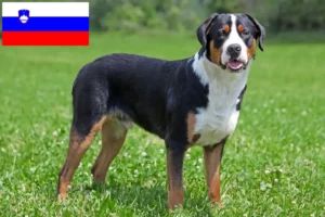 Read more about the article Nagy svájci hegyikutya tenyésztő és kölykök Szlovéniában