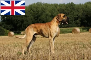 Read more about the article Német dog tenyésztők és kölykök Nagy-Britanniában