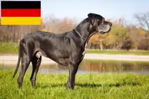 Read more about the article Német dog tenyésztők és kiskutyák Németországban