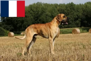 Read more about the article Német dog tenyésztők és kiskutyák Réunionban