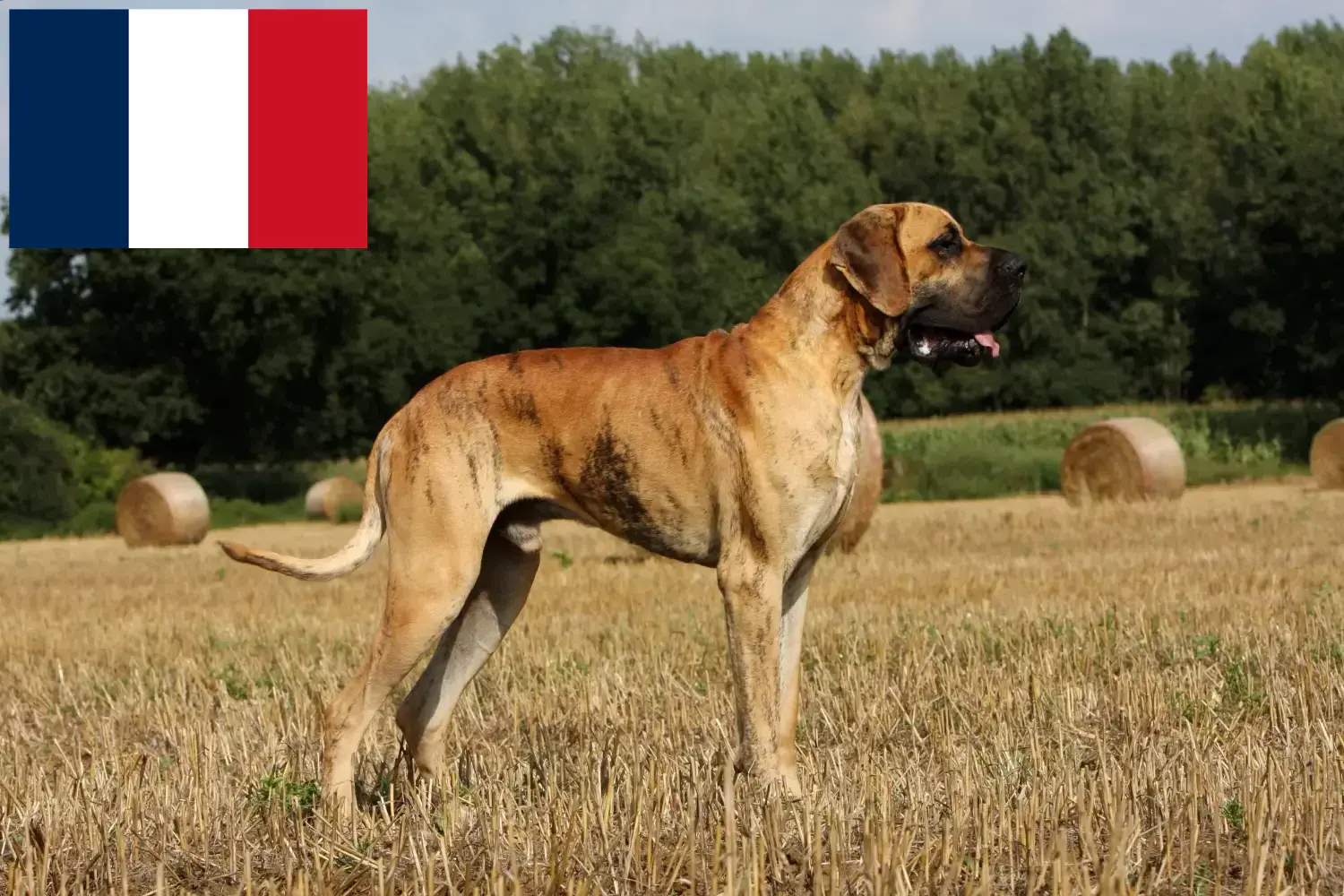 Réunion-i dán dog kölykök és tenyésztők Keress dán dog tenyésztőket Réunion területén.