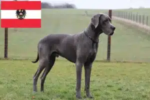 Read more about the article Német dog tenyésztők és kölykök Ausztriában