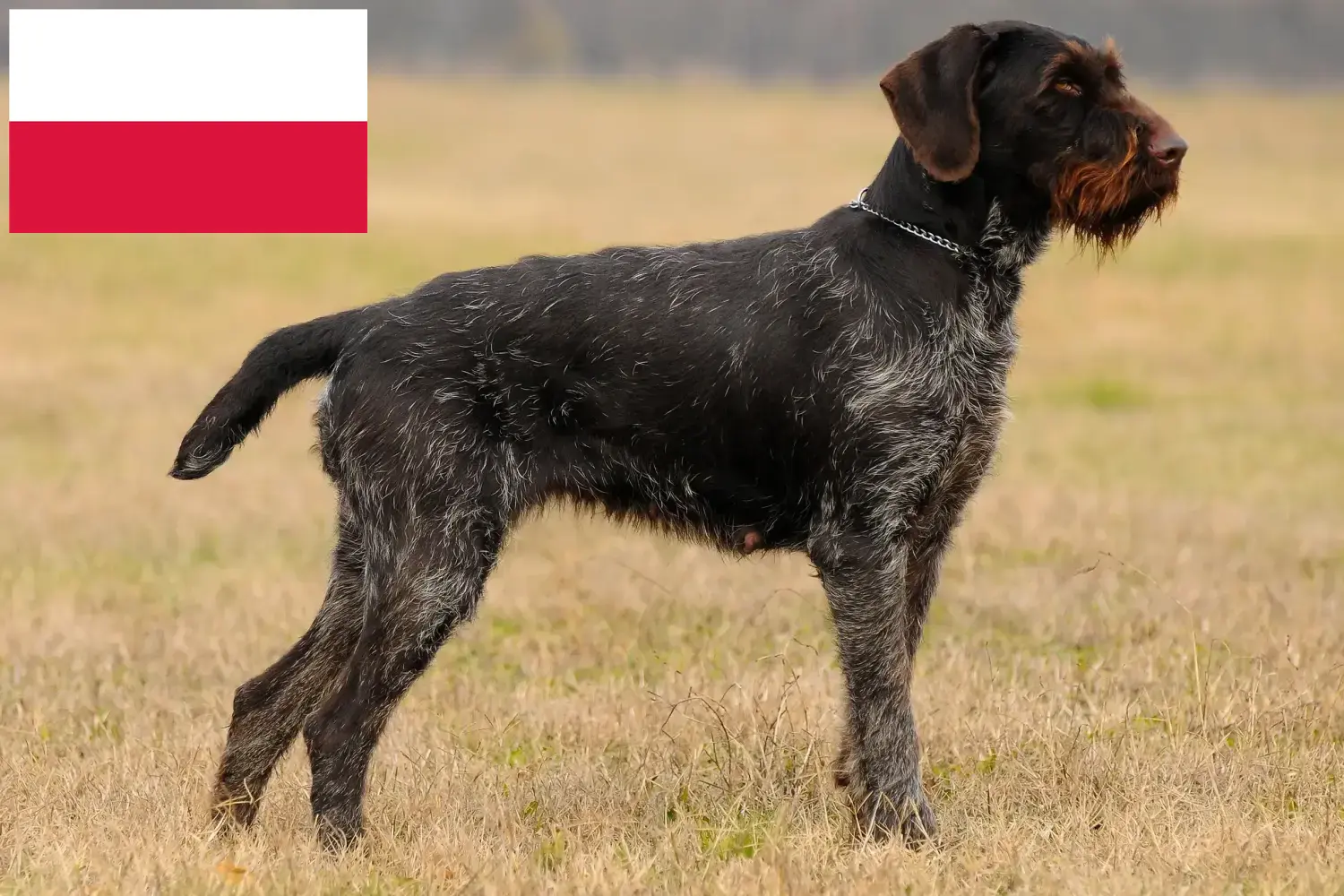 Német drótszőrű kiskutyák és tenyésztő Lengyelország Deutsch Drahthaar tenyésztőket Lengyelországban itt találsz.