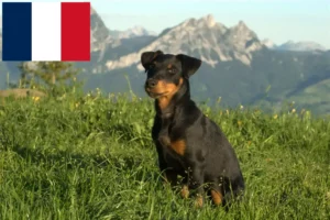 Read more about the article Német vadászterrier tenyésztők és kiskutyák Franciaországban