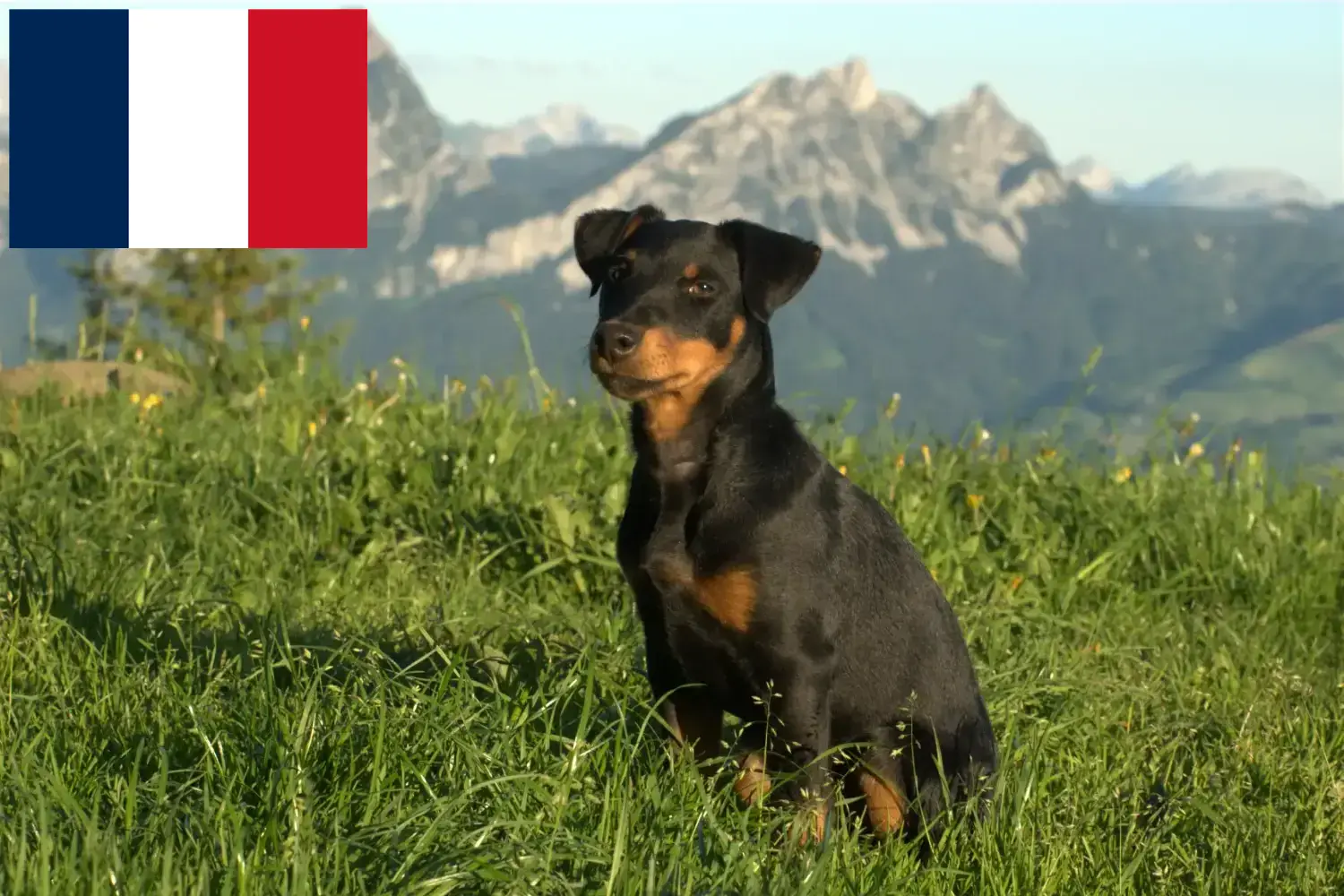 Német vadászterrier kölykök és tenyésztő Franciaország Itt találhat német vadászterrier tenyésztőket Franciaországban.