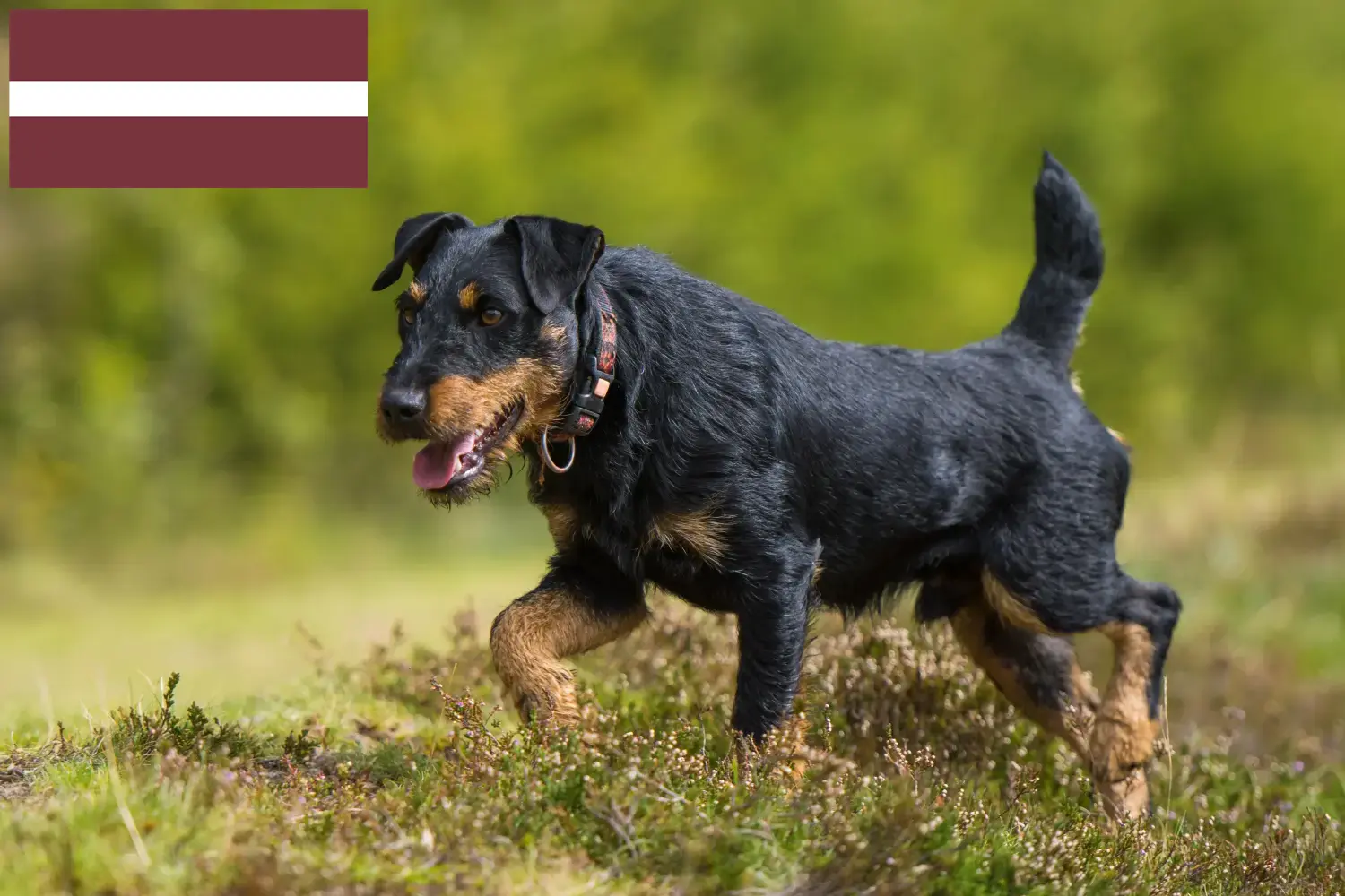 Német vadászterrier kölykök és tenyésztő Lettország Itt találhat német vadászterrier tenyésztőket Lettországban.