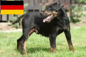 Read more about the article Német vadászterrier tenyésztők és kiskutyák Németországban