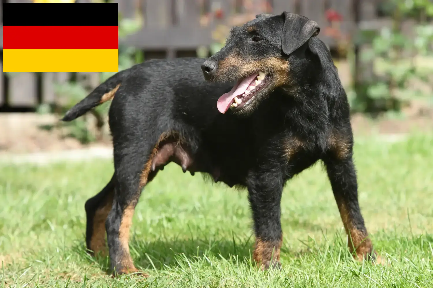 Read more about the article Német vadászterrier tenyésztők és kiskutyák Németországban