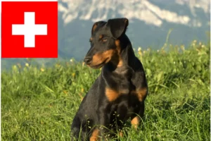 Read more about the article Német vadászterrier tenyésztők és kölykök Svájcban