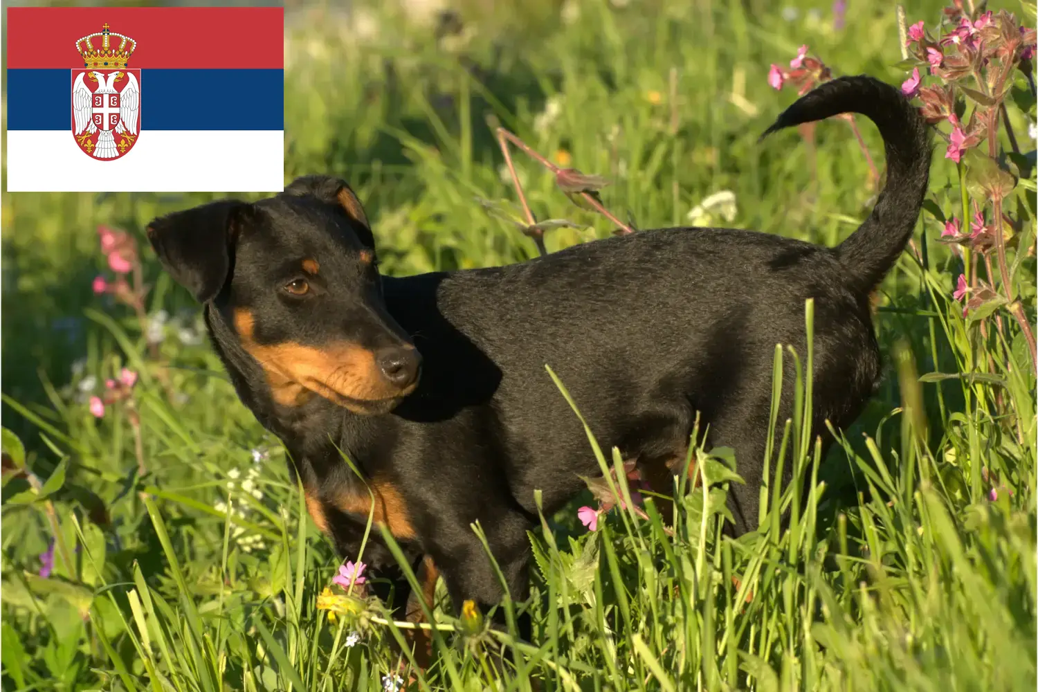 Német vadászterrier kiskutyák és tenyésztők Szerbia Itt találhat német vadászterrier tenyésztőket Szerbiában.