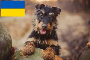 Read more about the article Német vadászterrier tenyésztők és kölykök Ukrajnában