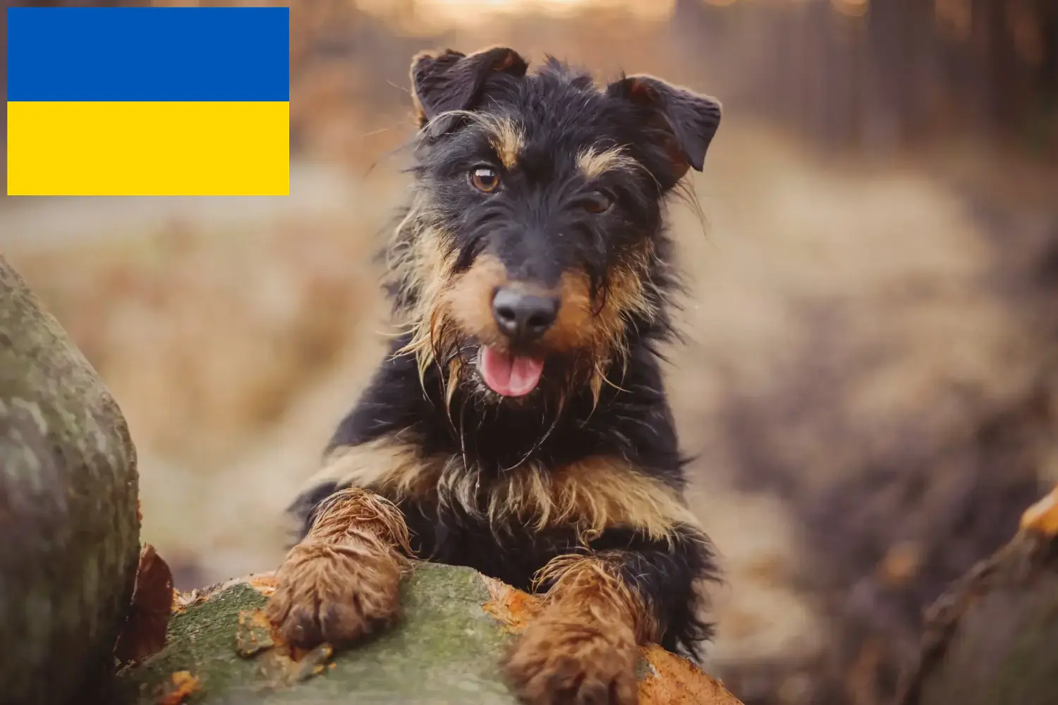 Német vadászterrier kölykök és tenyésztő Ukrajna Itt találhat német vadászterrier tenyésztőket Ukrajnában.