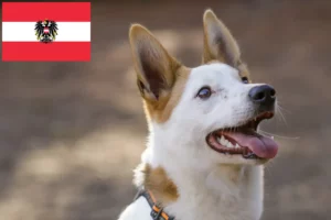Read more about the article Norrbottenspitz tenyésztők és kölykök Ausztriában