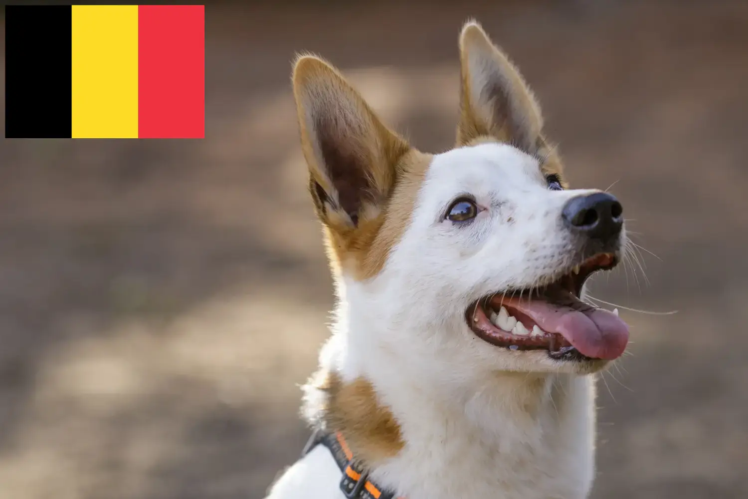 Norrbottenspitz kölykök és tenyésztők Belgium Itt találhat Norrbottenspitz tenyésztőket Belgiumban.