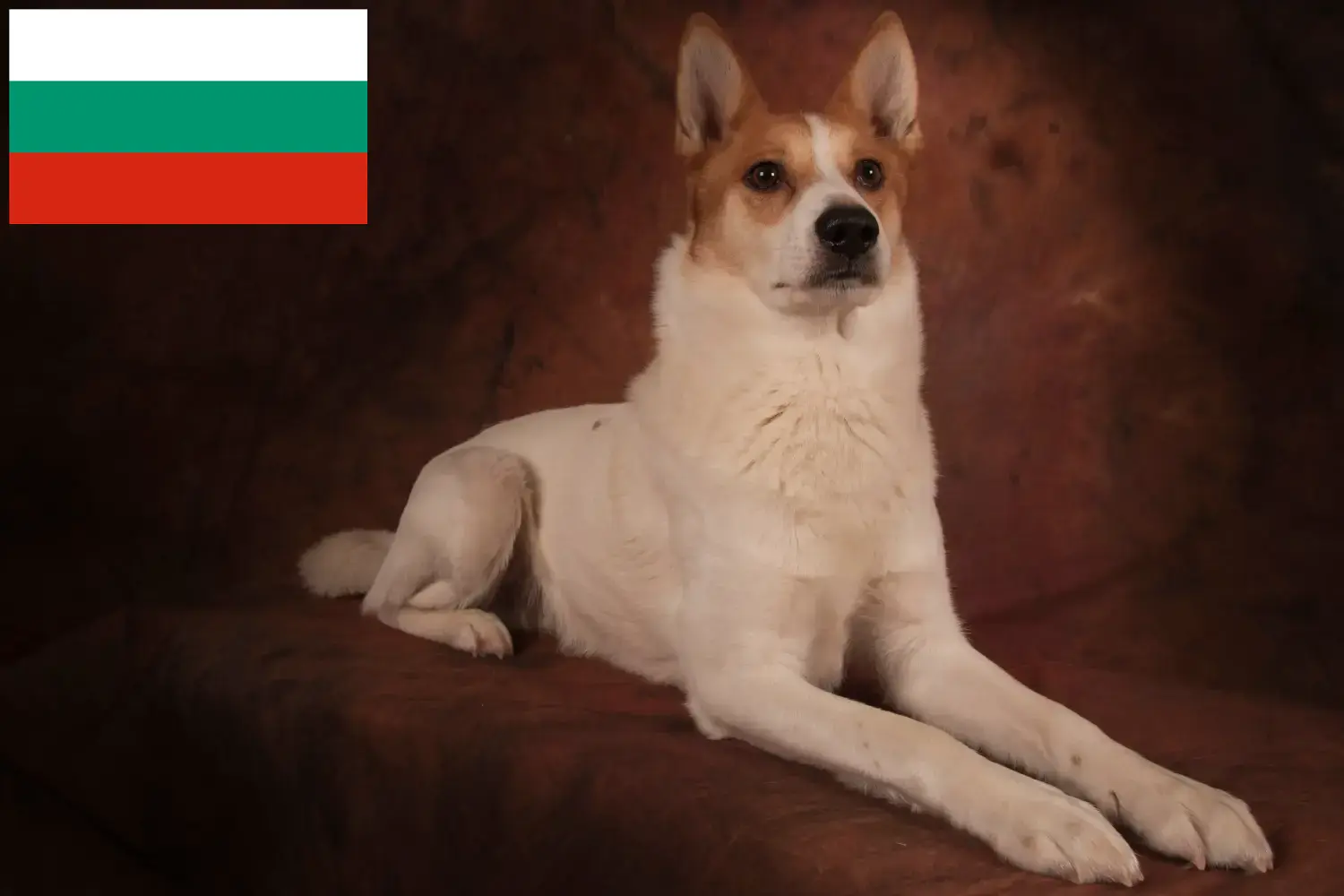 Norrbottenspitz kiskutyák és tenyésztők Bulgária Itt találhat Norrbottenspitz tenyésztőket Bulgáriában.