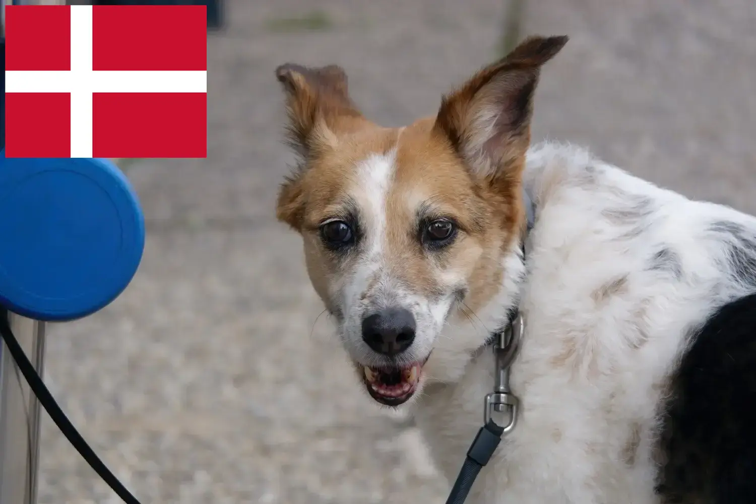 Norrbottenspitz kiskutyák és tenyésztők Dánia Itt megtalálja a dániai Norrbottenspitze tenyésztőket.