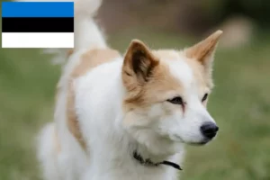 Read more about the article Norrbottenspitz tenyésztők és kiskutyák Észtországban