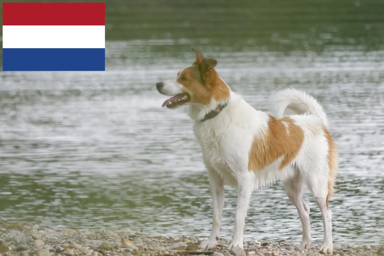 Norrbottenspitz kiskutyák és tenyésztők Hollandia Itt találhat Norrbottenspitze tenyésztőket Hollandiában.