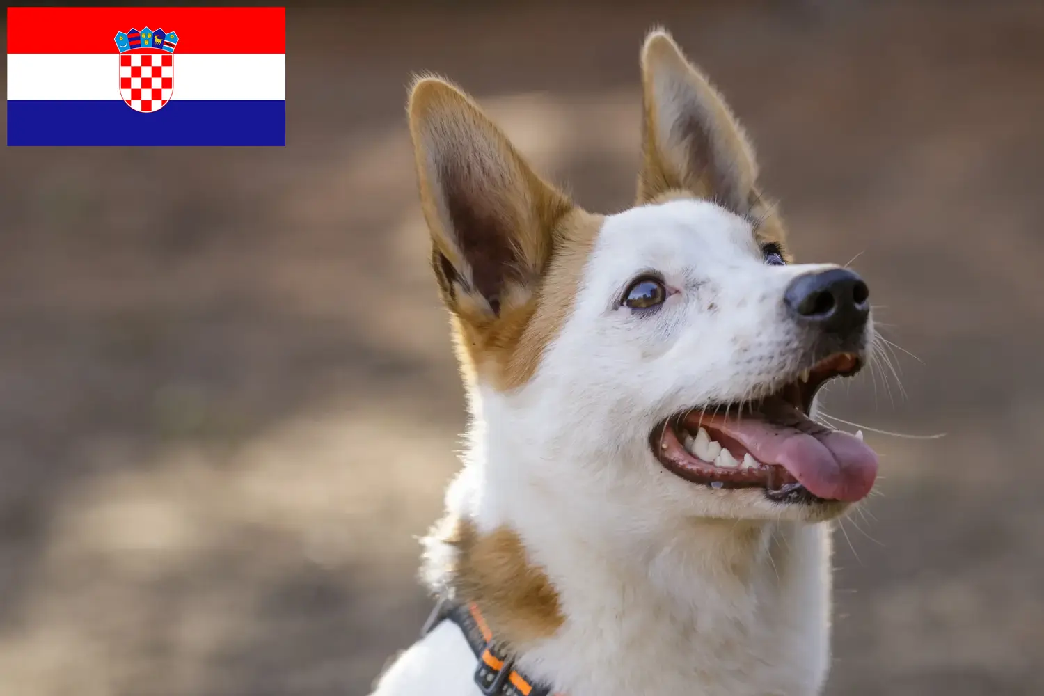 Norrbottenspitz kiskutyák és tenyésztők Horvátország Itt találhat Norrbottenspitz tenyésztőket Horvátországban.
