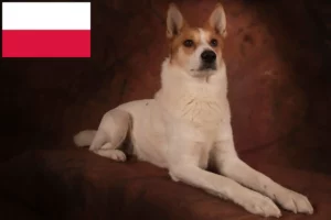 Read more about the article Norrbottenspitz tenyésztők és kiskutyák Lengyelországban