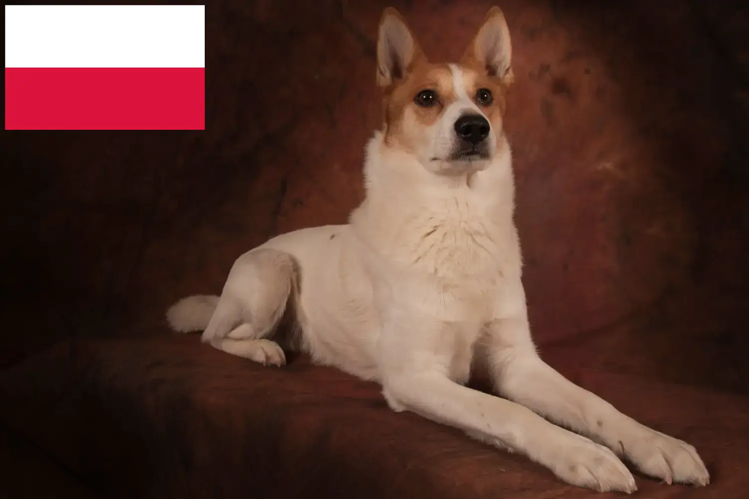 Norrbottenspitz kiskutyák és tenyésztő Lengyelország Itt találhat Norrbottenspitz tenyésztőket Lengyelországban.