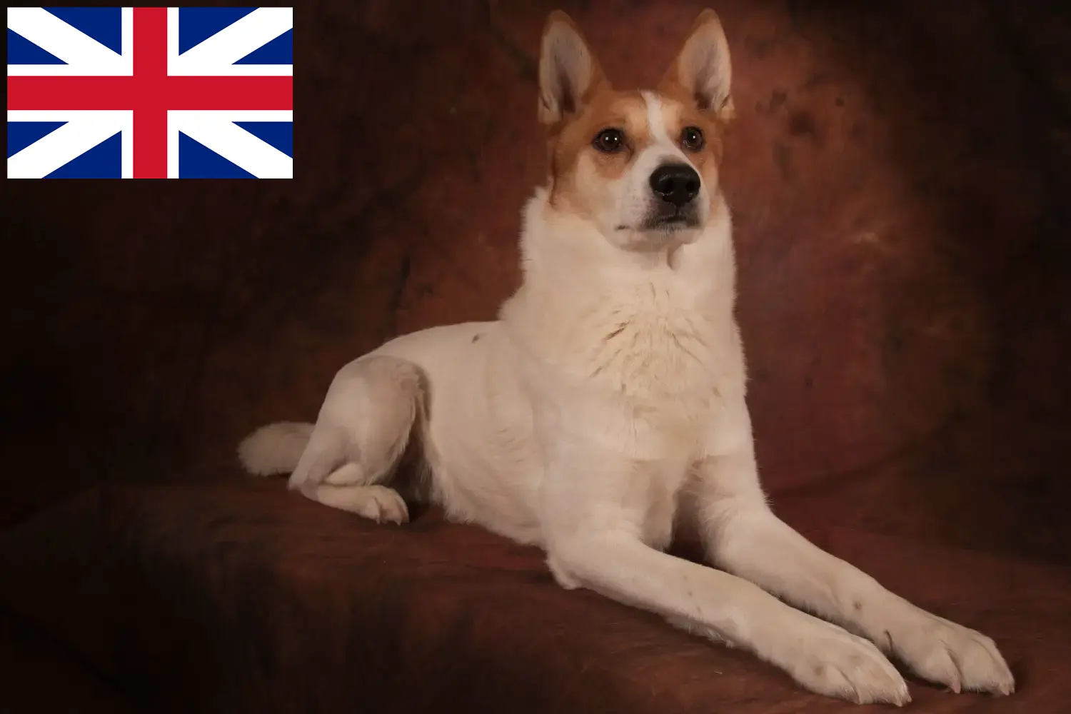 Norrbottenspitz kiskutyák és tenyésztők Nagy-Britannia Itt találhat Norrbottenspitz tenyésztőket Nagy-Britanniában.