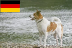 Read more about the article Norrbottenspitz tenyésztők és kiskutyák Németországban