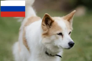 Read more about the article Norrbottenspitz tenyésztők és kiskutyák Oroszországban