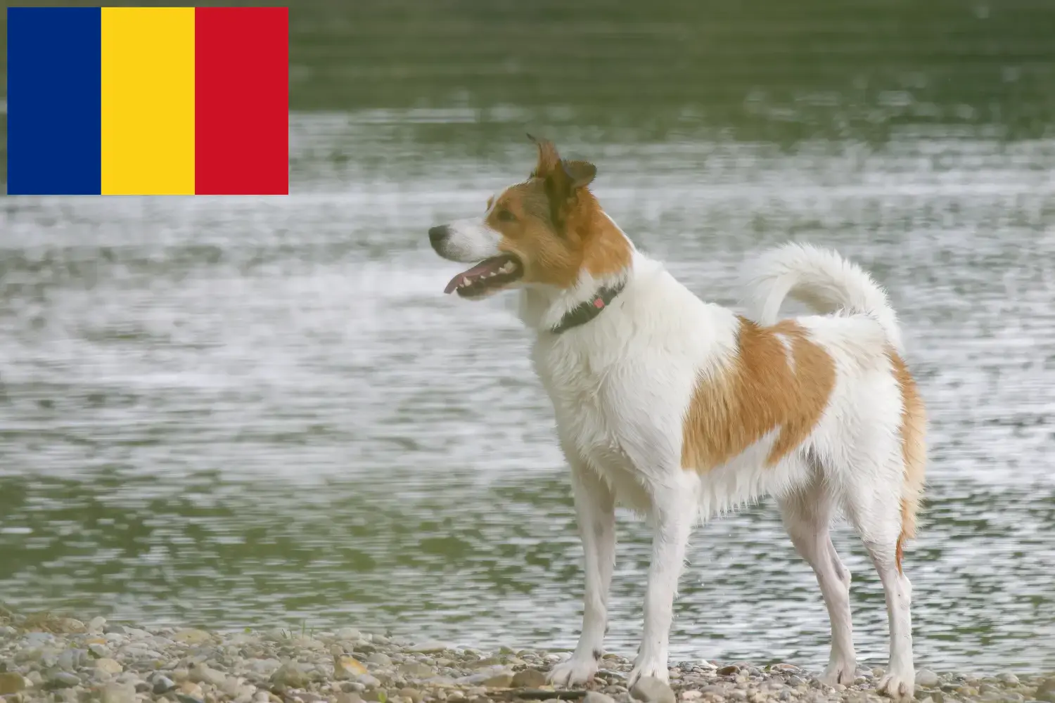 Norrbottenspitz kölykök és tenyésztők Románia Itt találhat Norrbottenspitz tenyésztőket Romániában.