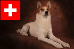 Read more about the article Norrbottenspitz tenyésztők és kiskutyák Svájcban