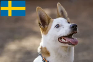 Read more about the article Norrbottenspitz tenyésztők és kölykök Svédországban