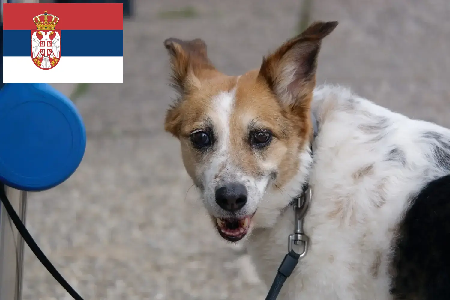 Norrbottenspitz kiskutyák és tenyésztők Szerbia Itt találhat Norrbottenspitz tenyésztőket Szerbiában.