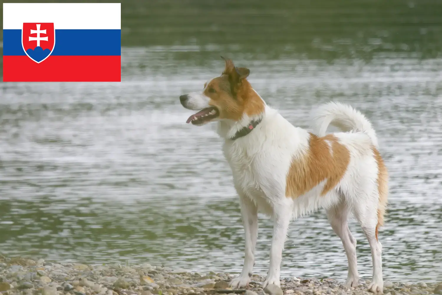 Norrbottenspitz kiskutyák és tenyésztők Szlovákia Itt találhat Norrbottenspitz tenyésztőket Szlovákiában.