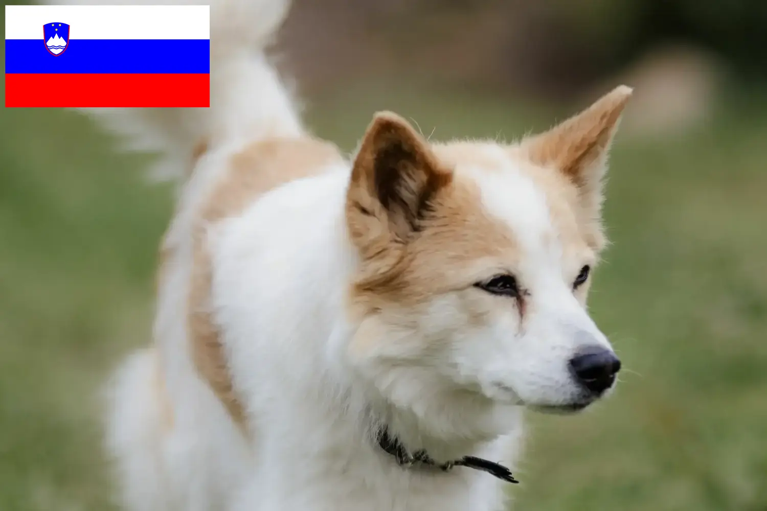 Norrbottenspitz kiskutyák és tenyésztők Szlovénia Itt találhat Norrbottenspitz tenyésztőket Szlovéniában.