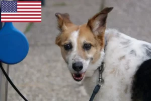 Read more about the article Norrbottenspitz tenyésztők és kölykök az USA-ban
