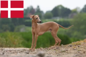 Read more about the article Olasz szélcsengettyű tenyésztők és kölykök Dániában