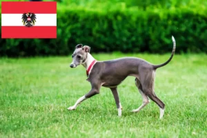 Read more about the article Olasz szélcsengettyű tenyésztők és kölykök Ausztriában