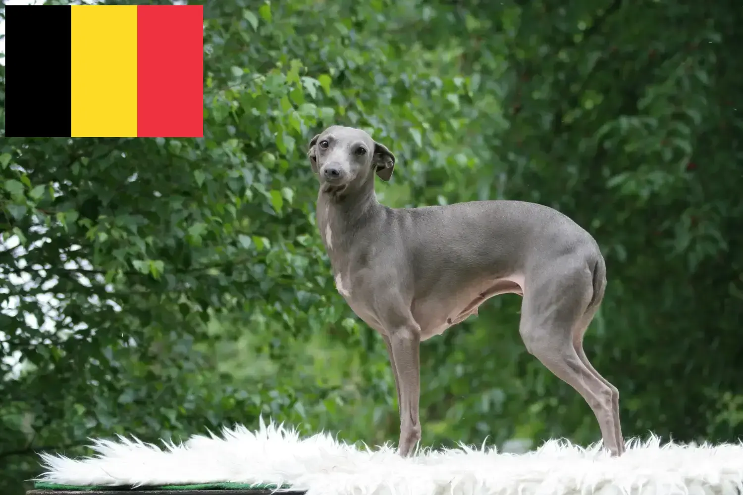 Olasz szélcsengő kölyökkutyák és tenyésztő Belgium Itt megtalálja az olasz szélcsengettyű tenyésztőket Belgiumban.