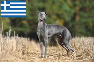 Read more about the article Olasz szélcsengettyű tenyésztők és kölykök Görögországban