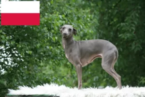 Read more about the article Olasz szélcsengettyű tenyésztők és kölykök Lengyelországban