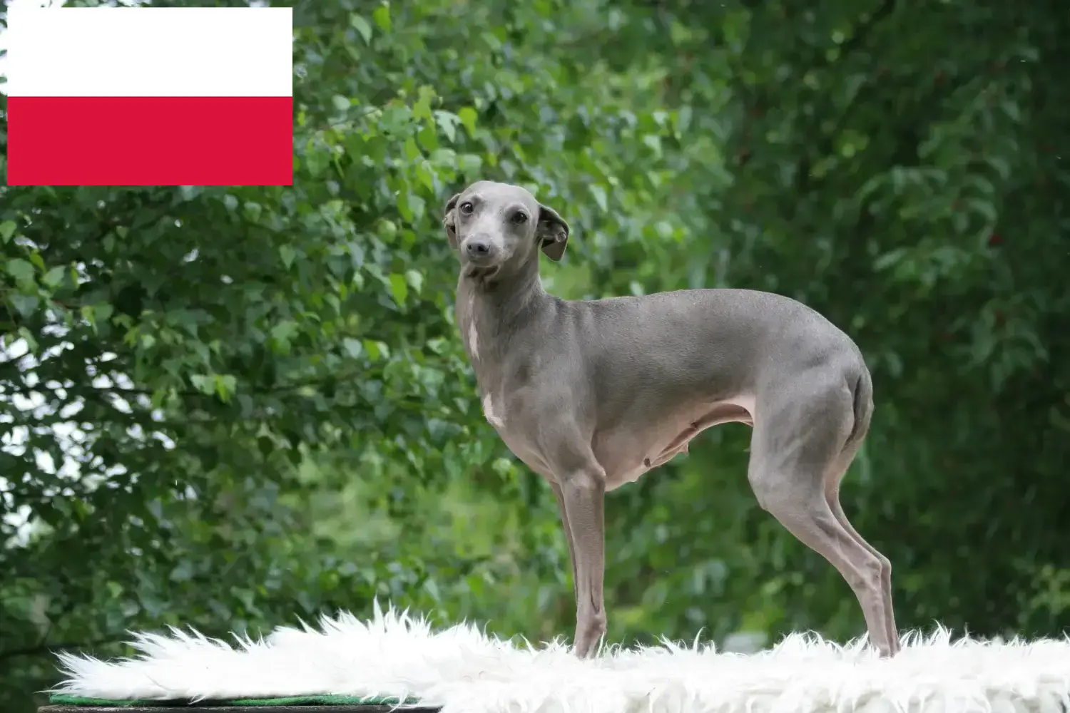 Olasz szélcsengő kölyökkutyák és tenyésztő Lengyelország Itt megtalálja a lengyelországi olasz szélcsengettyű tenyésztőket.